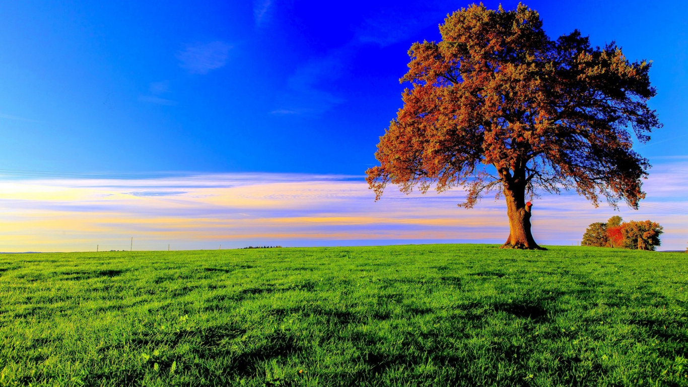 дерево, поле, луг, tree, meadow, field, forest, path, moss, fallen, park, green, nature, landscapes, trees, forest, trail, woods, leaves, fence, sunrise, see, summer, wide