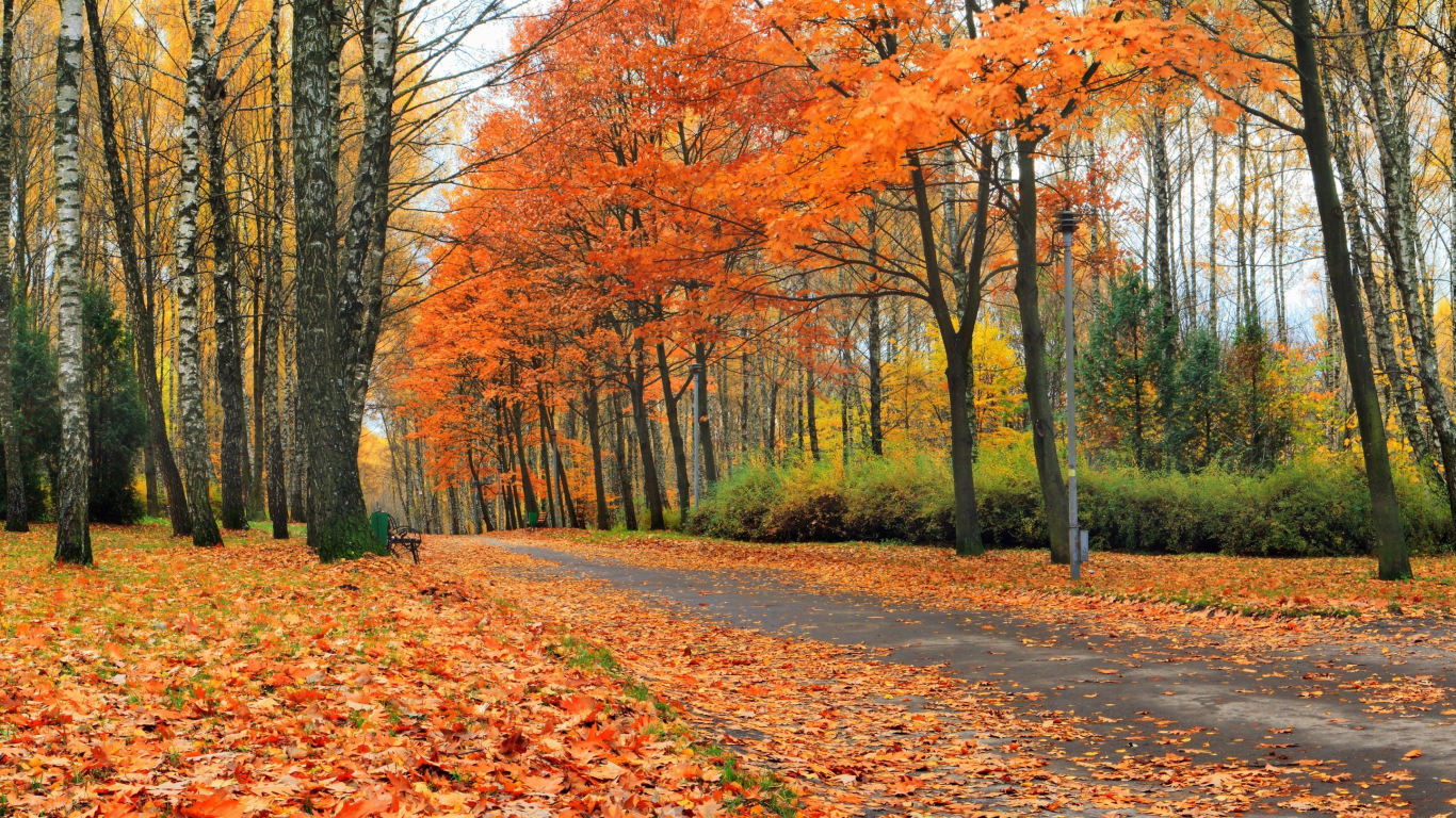 лес, осень, аллея, желтые, скамейки, листья, деревья, парк