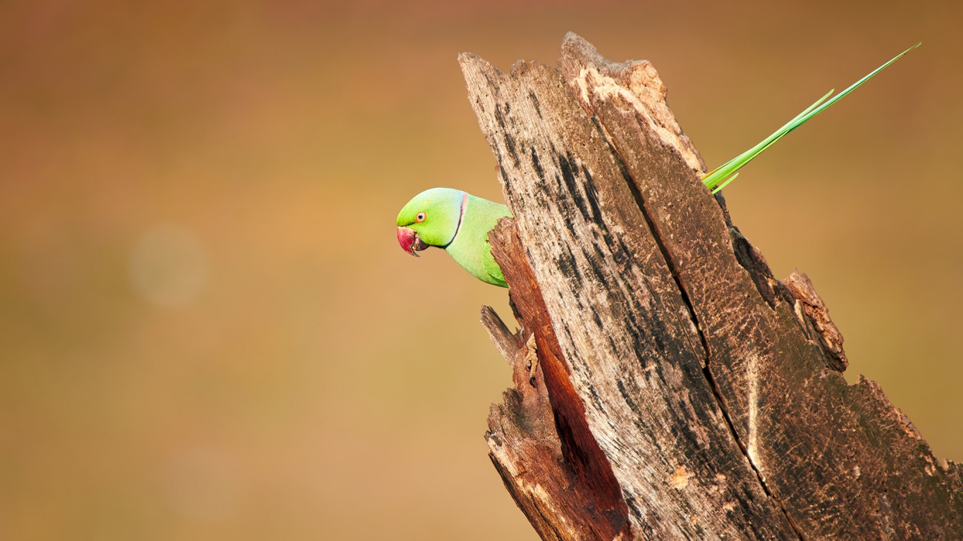 wood, wildlife, parakeet, roseringed, bird