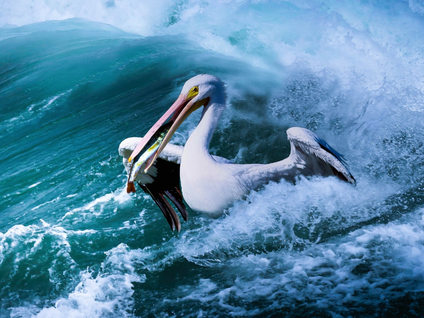 вода, пеликан