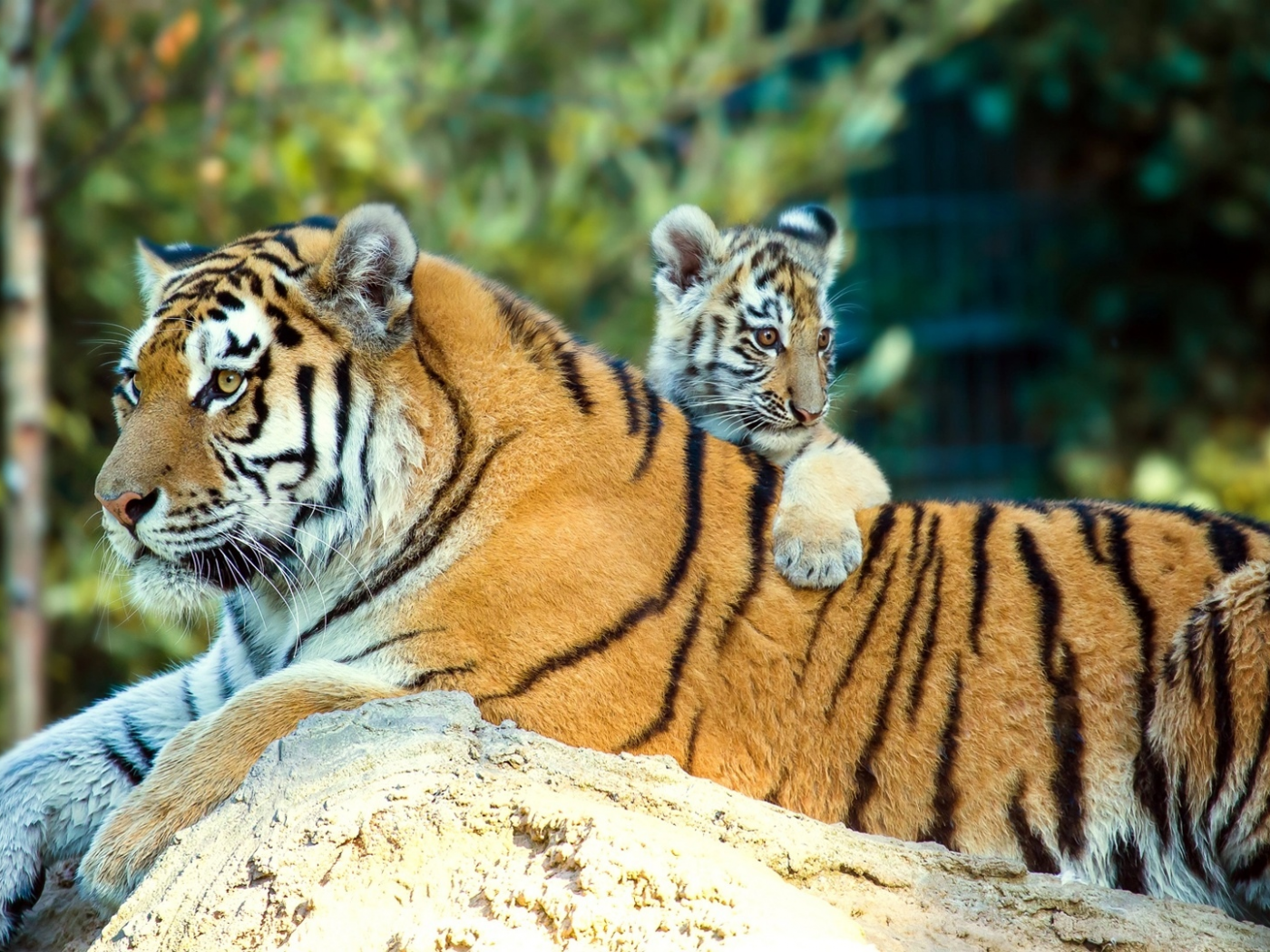 тигры, семья