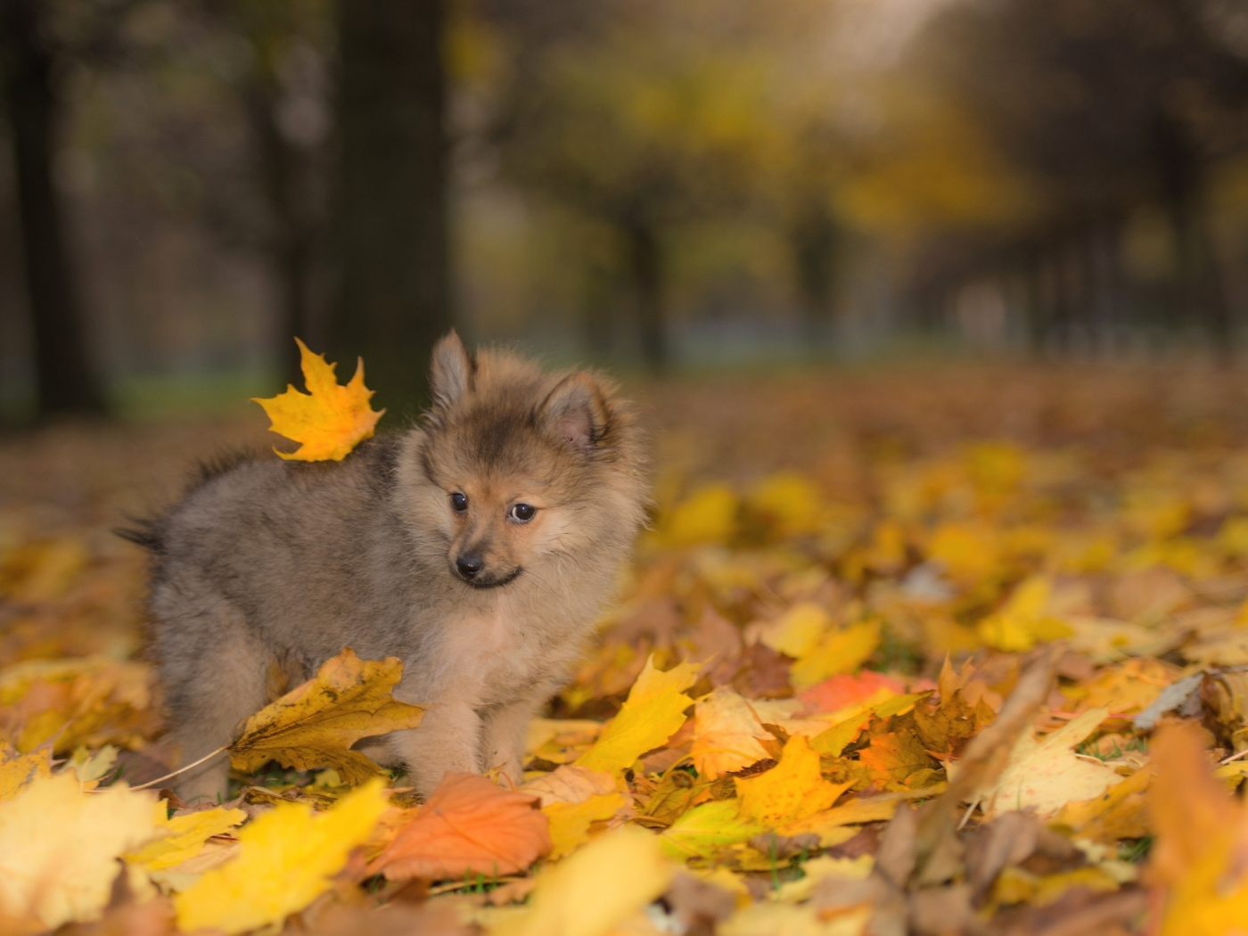 собаки, осень, шпиц, щенок, листья