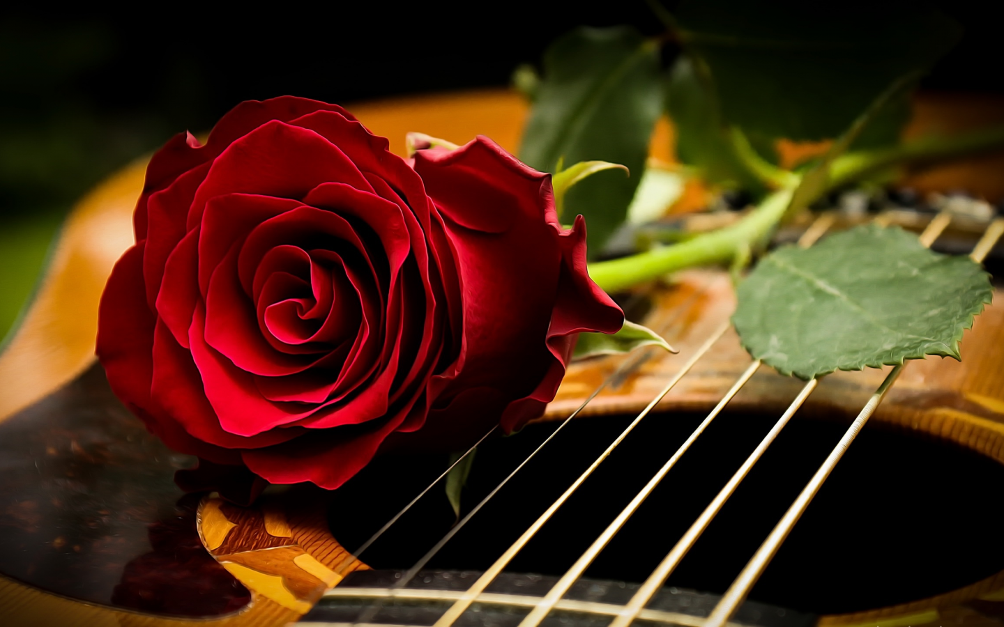 фон, роза, гитара