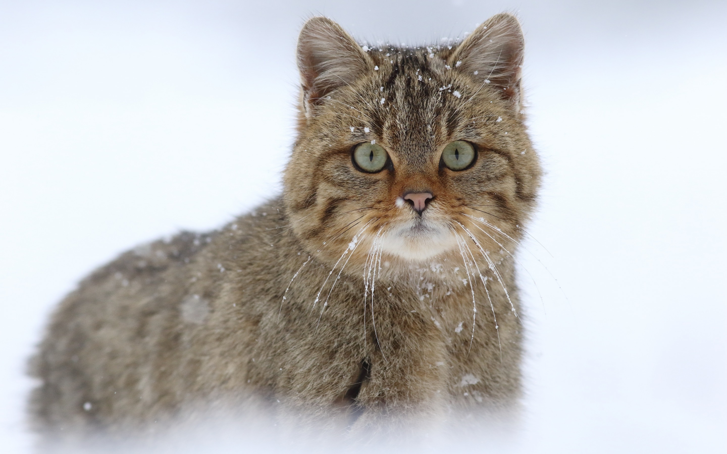 европейская лесная кошка, взгляд, дикая кошка, снег