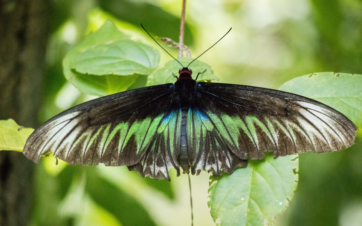 insect, nature, animal, green, black, butterfly, leaves, malaysia