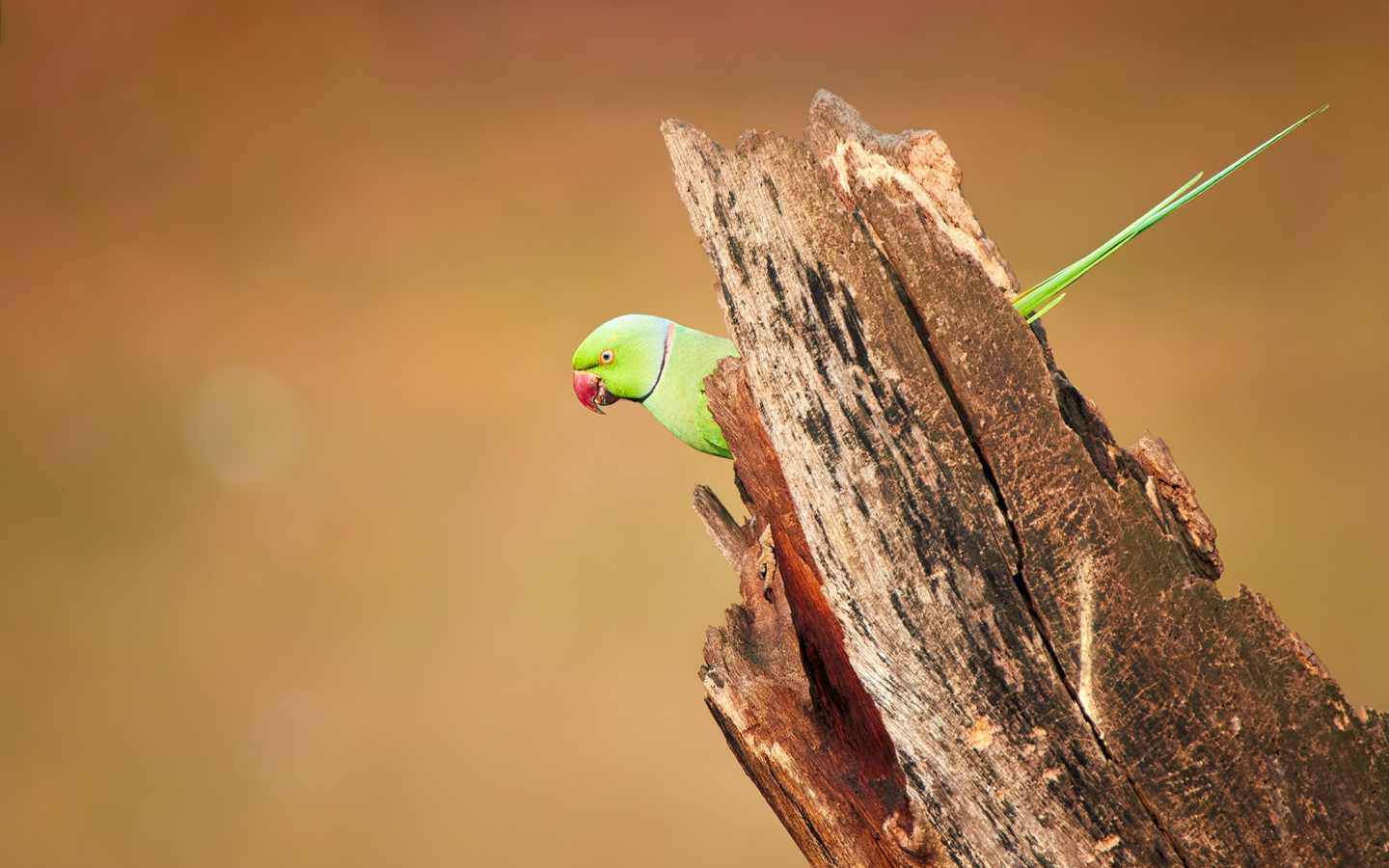 wood, wildlife, parakeet, roseringed, bird