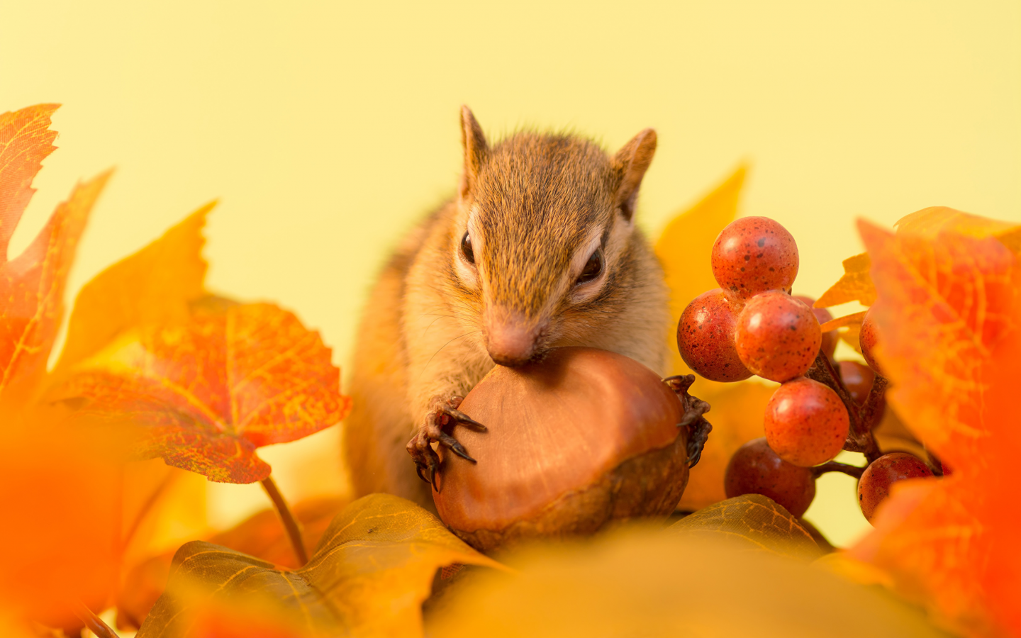 осень, бурундуки, ягоды, орехи, листья