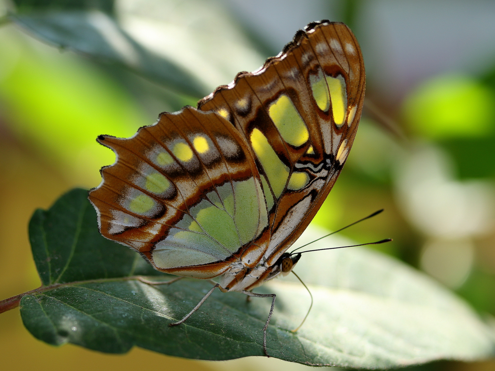 бабочка, природа, красота