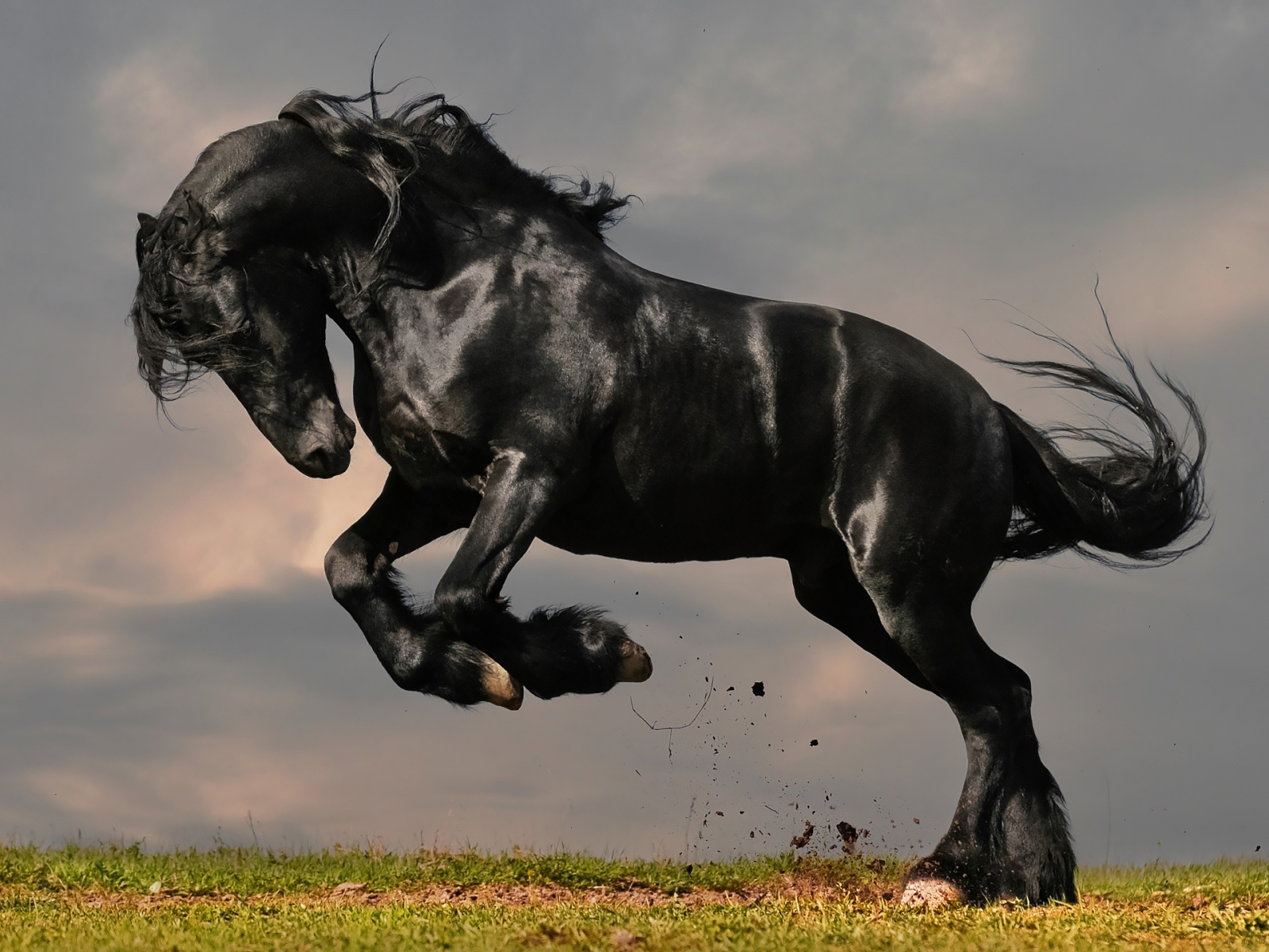 конь, жеребец, лошадь, луг, horse, stallion, horse, jump, meadow, sun, summer, see, front, black, smile, flowers, field, sun, summer, see, nice, wide