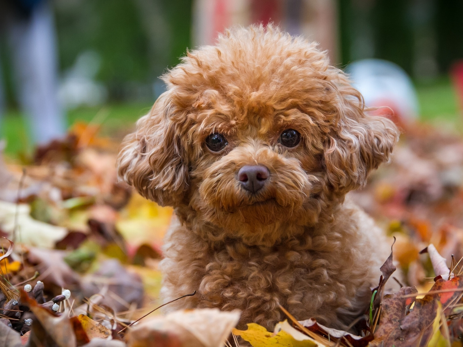 осень, собаки, пудель, щенок, взгляд, листья