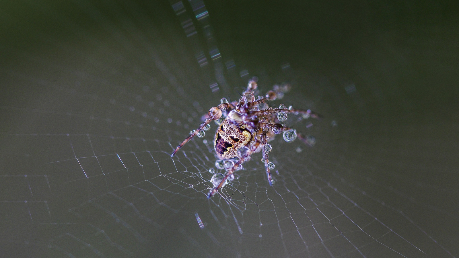 web, drops, wet, spider