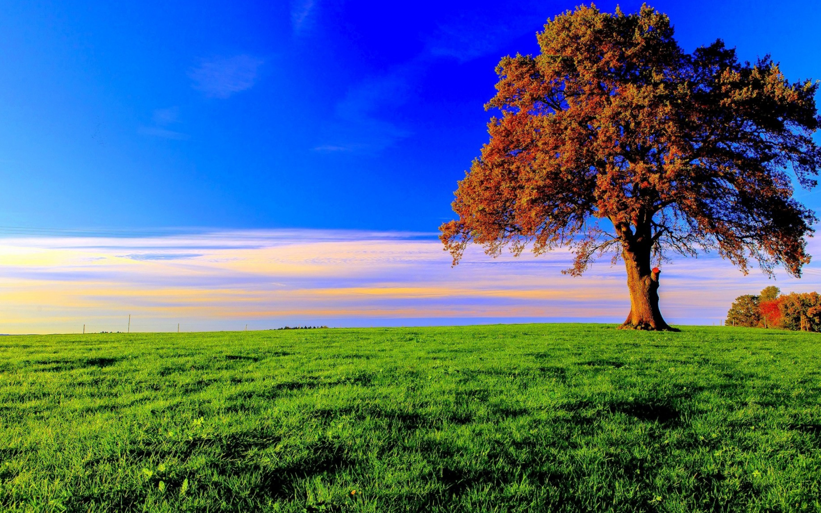 дерево, поле, луг, tree, meadow, field, forest, path, moss, fallen, park, green, nature, landscapes, trees, forest, trail, woods, leaves, fence, sunrise, see, summer, wide