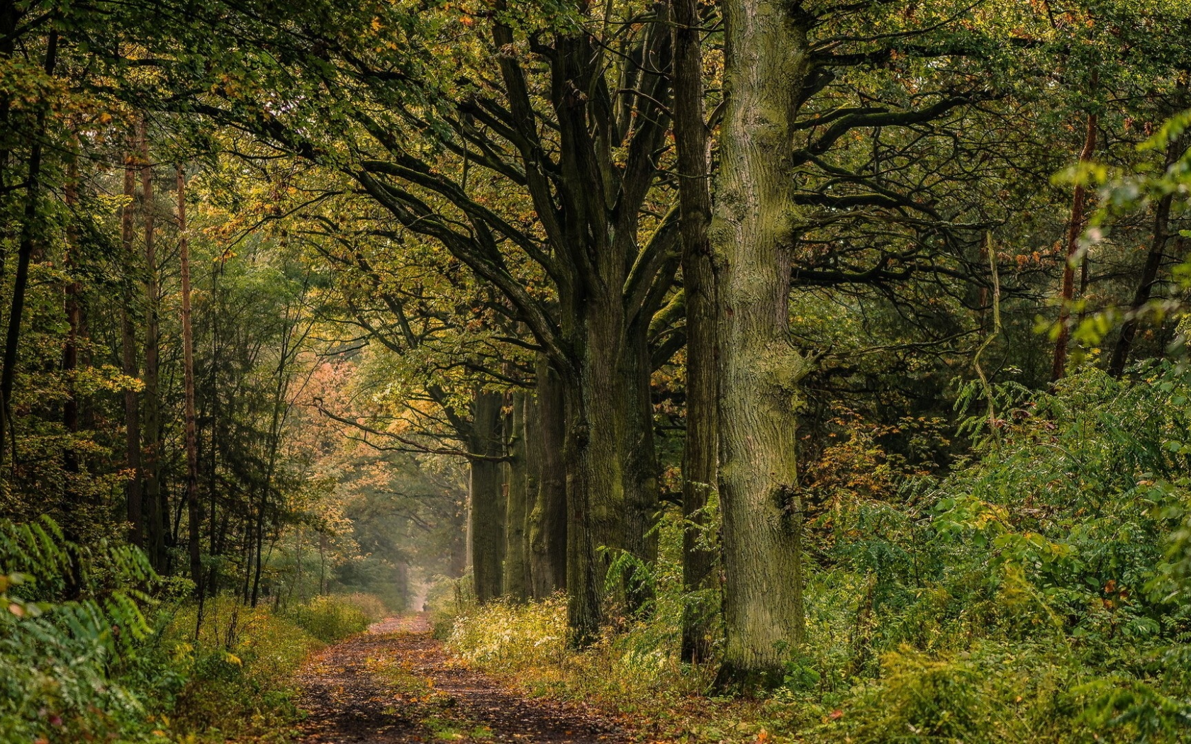 лес, дорога, forest, road, trees, grass, green, fence, leaves, trees, fallen, park, green, nature, landscapes, trees, forest, trail, woods, leaves, fence, sunrise, sun, see, day, dark, summer, wide