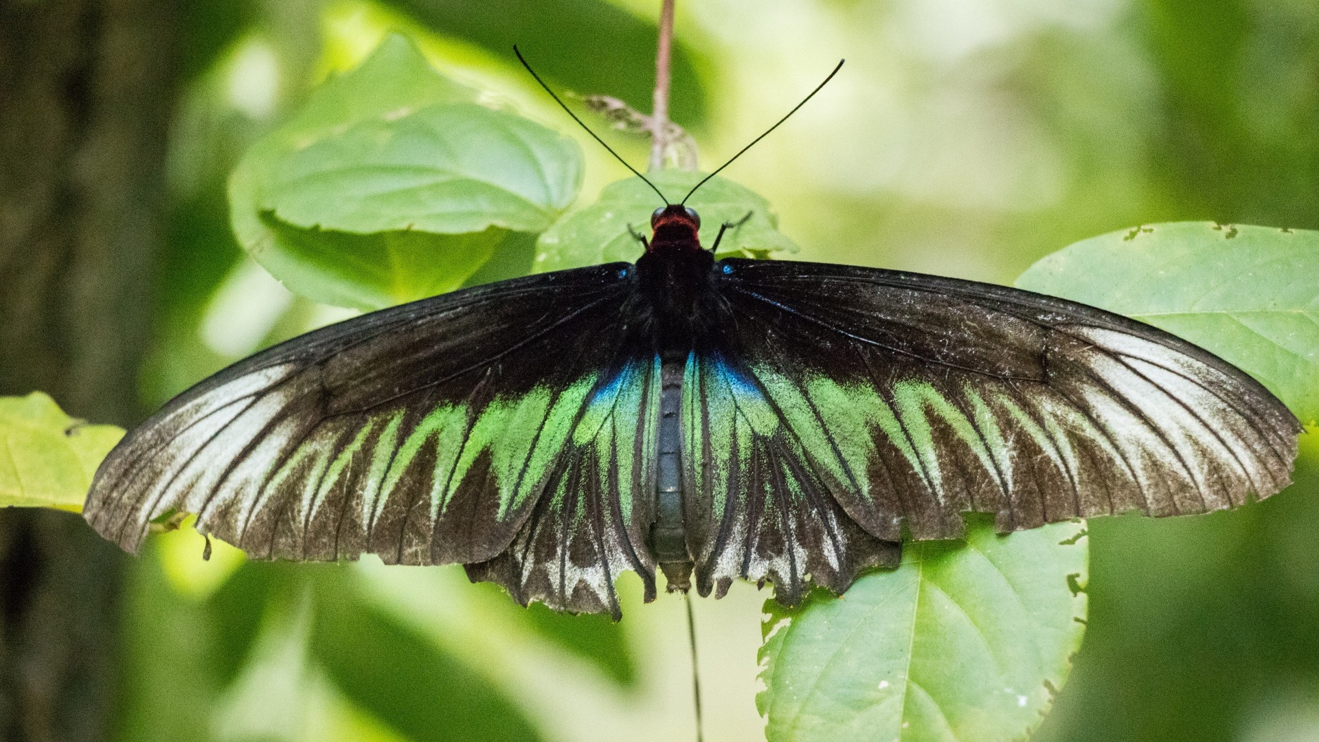 insect, nature, animal, green, black, butterfly, leaves, malaysia