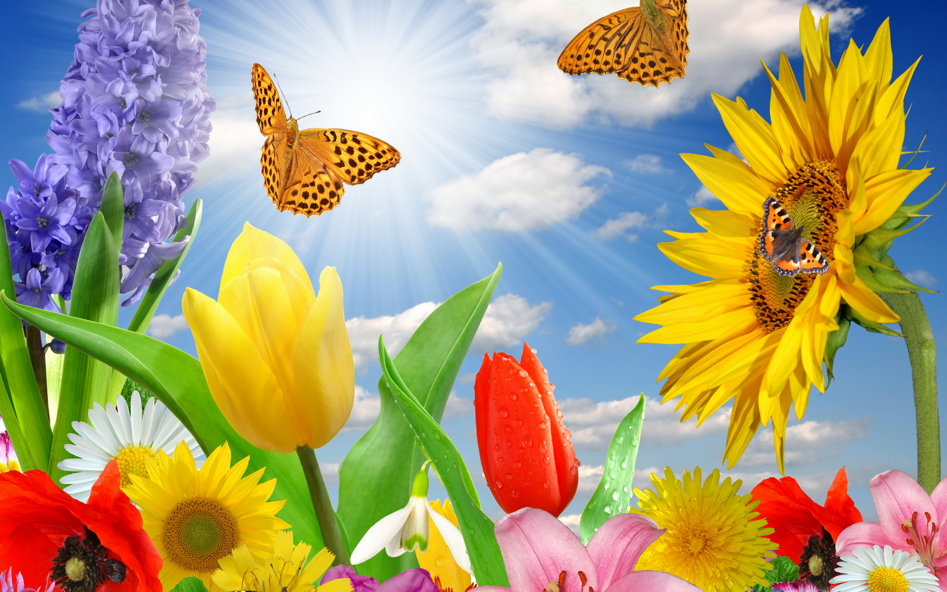 цветы, бабочки, flowers, butterflies, meadow, see, front, solar, smile, flowers, field, sun, summer, see, nice, wide