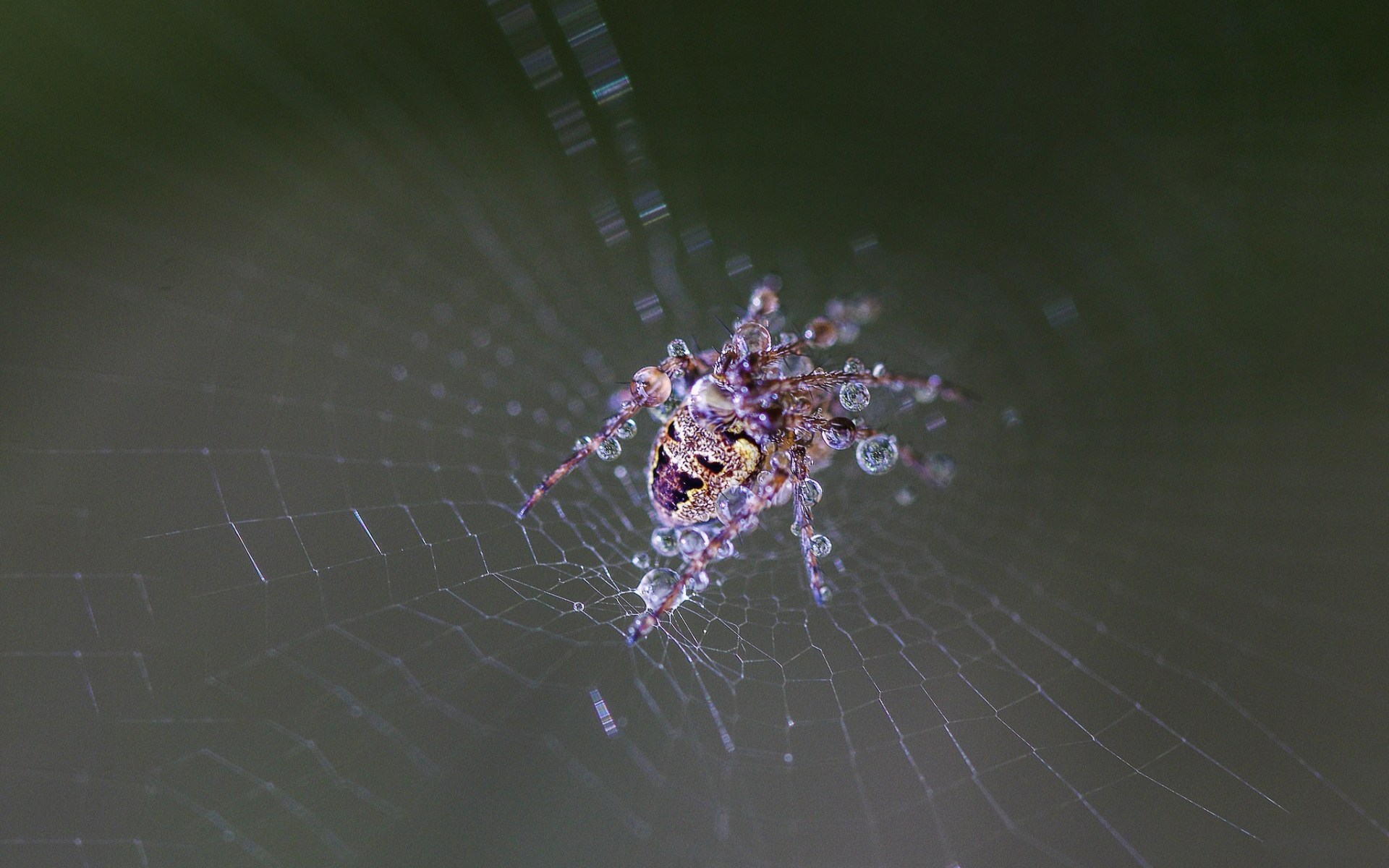 web, drops, wet, spider