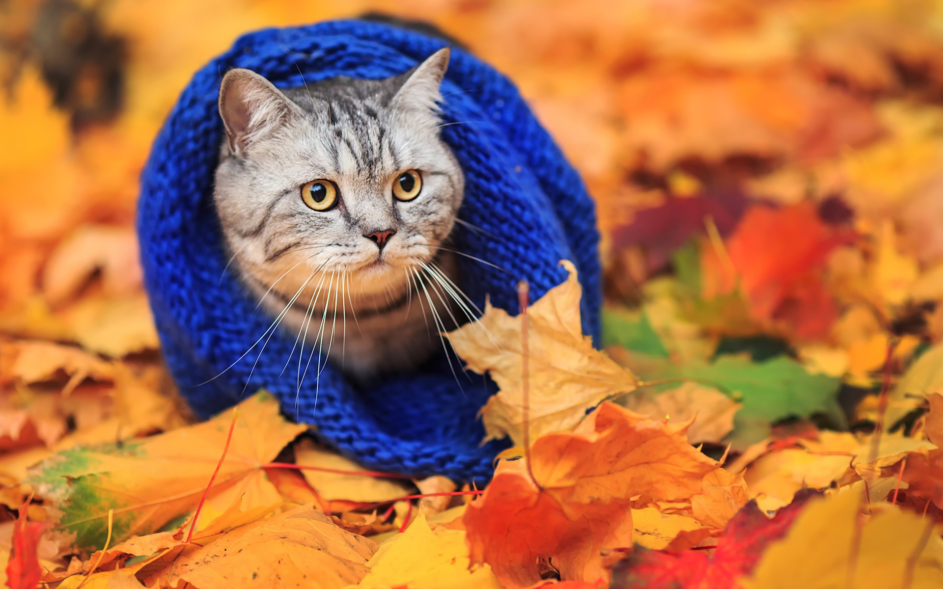 кошки, осень, листья