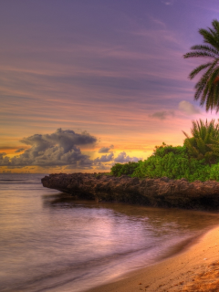 пальмы, берег, тропики, песок, пляж, рыхлый, закат, небо, облака, горизонт