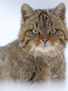 европейская лесная кошка, взгляд, дикая кошка, снег