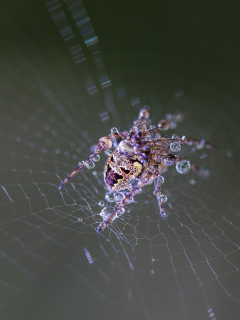 web, drops, wet, spider