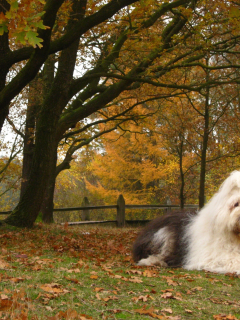 осень, собаки, бобтейл, листья, деревья