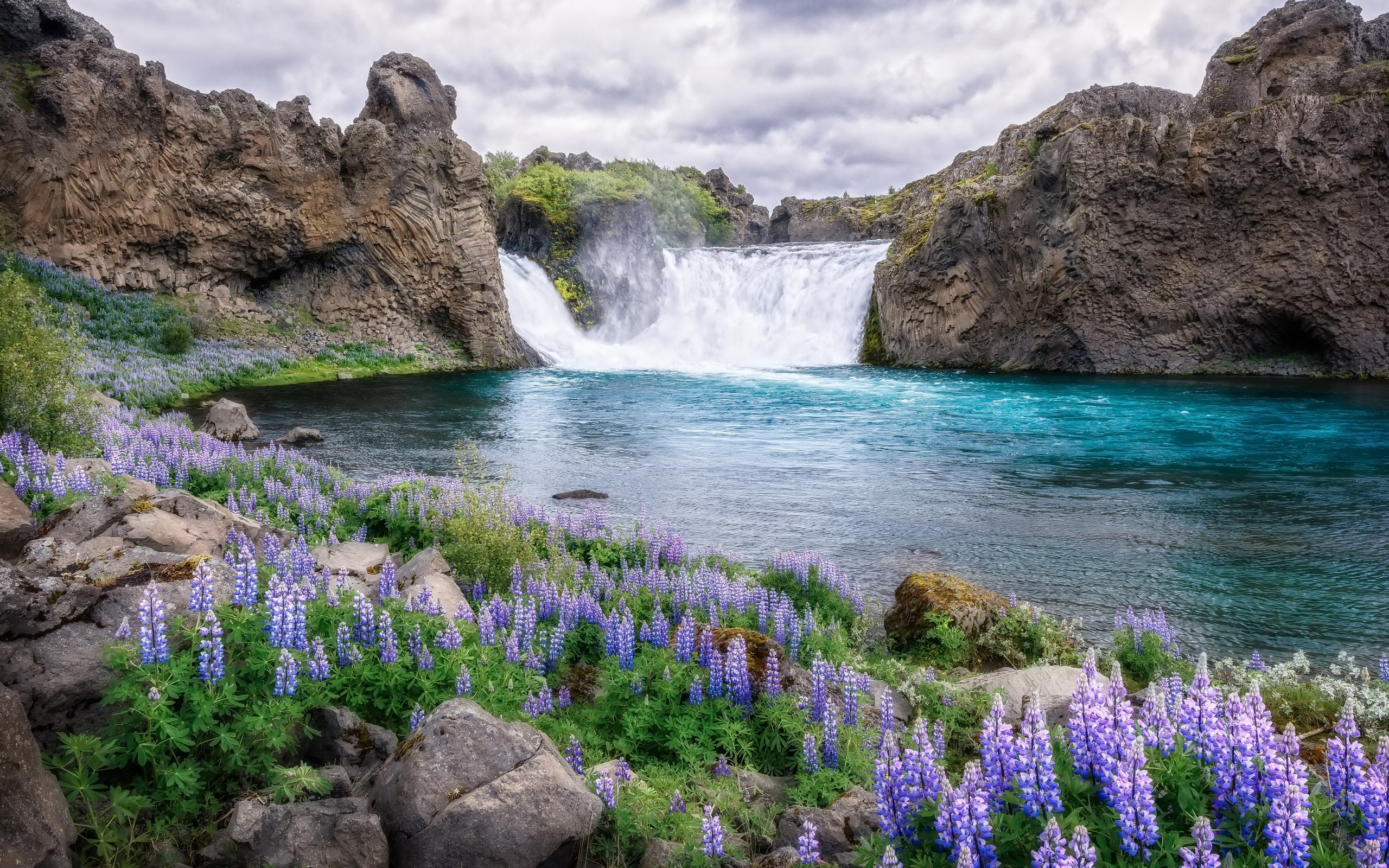 цветы, река, водопад