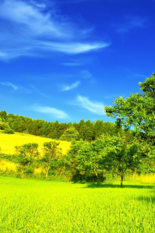 лес, гора, дом, grass, mount, house, field, trees, meadow, forest, path, moss, fallen, park, green, nature, landscapes, trees, forest, trail, woods, leaves, fence, sunrise, see, summer, wide