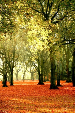 листья, осень, парк, деревья, солнце
