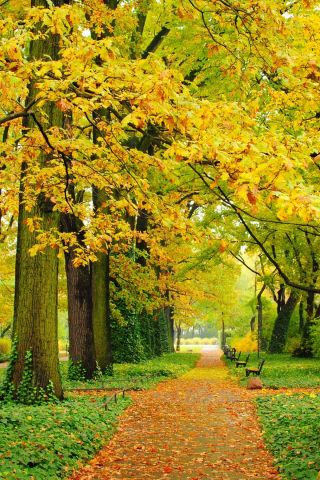 парк, деревья, листья, скамейки, листва, дорожки, желтые, аллея, зеленые, осень