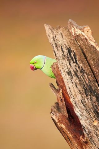 wood, wildlife, parakeet, roseringed, bird