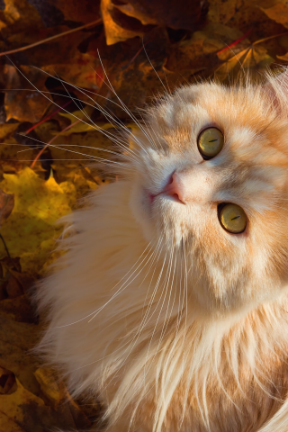 кошки, осень, рыжий, взгляд