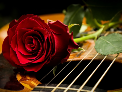 фон, роза, гитара