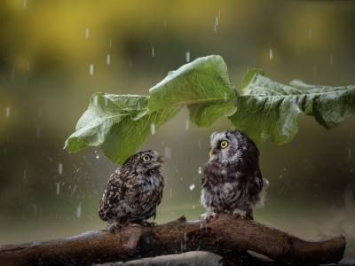 дождь, парочка, коряга, зонтик, совы, лист, птицы