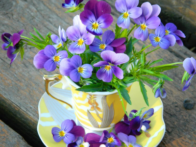 violet, чашка, лепестки, анютины глазки, cup, flowers, цветы