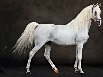 конь, лошадь, horse, white, stallion, room, dark, sun, summer, see, front, white, smile, flowers, field, sun, summer, see, nice, wide