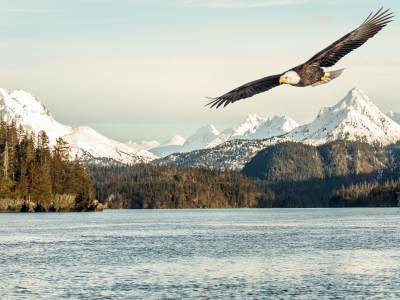 sunlight, bald eagle, mountains, flight, sea, flying, bird, snow