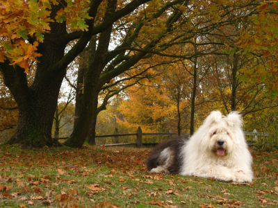 осень, собаки, бобтейл, листья, деревья
