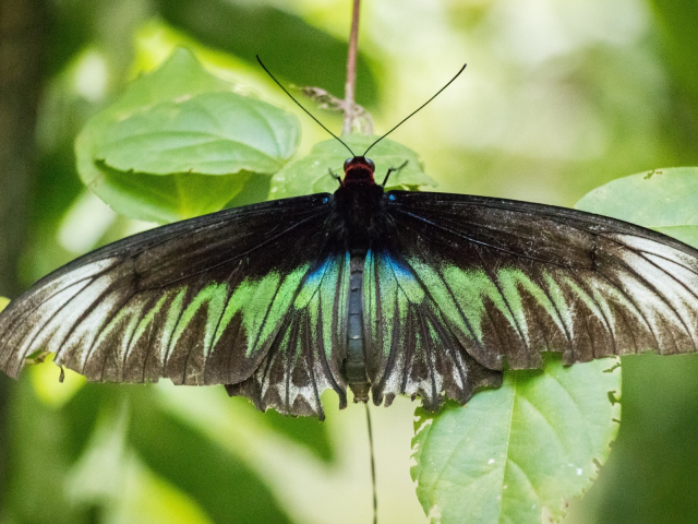 insect, nature, animal, green, black, butterfly, leaves, malaysia