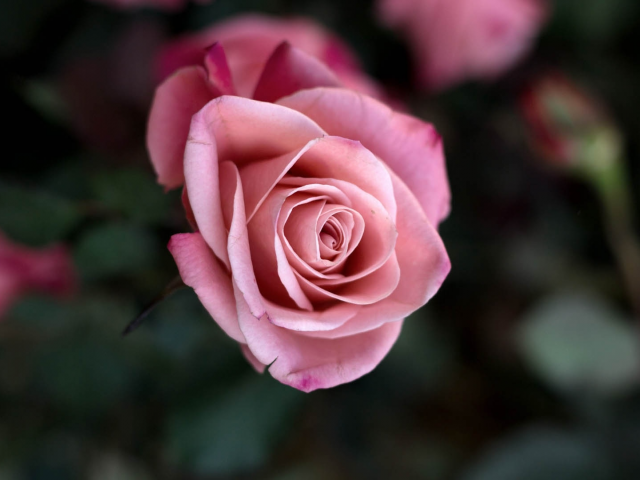 цветок, роза, розовый, лепестки, бутон