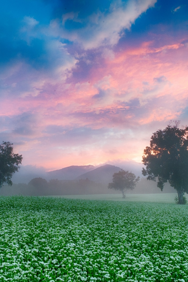 поле, небо, деревья, утро, туман