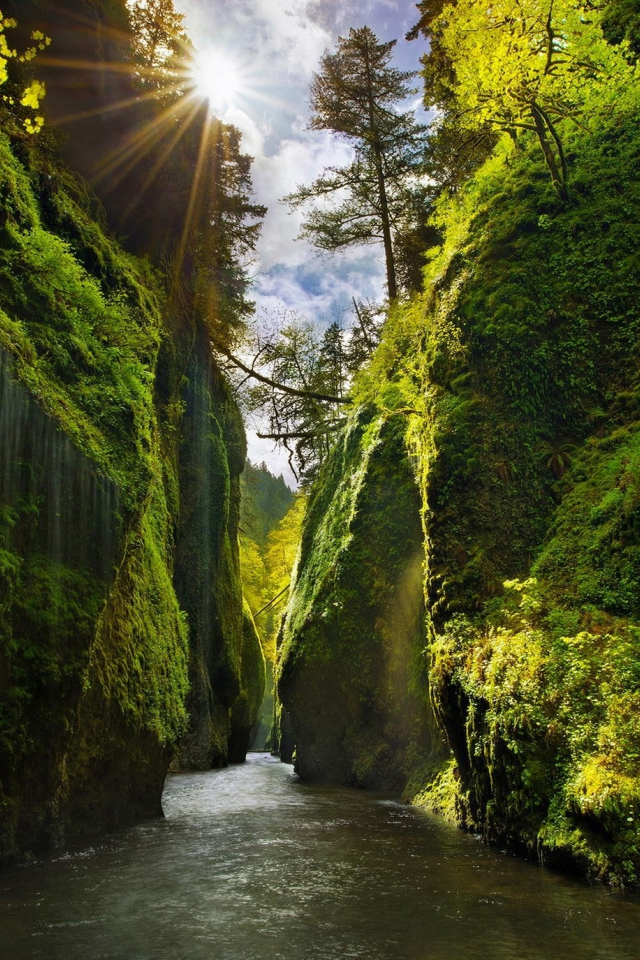 лес, горы, река, каньон, canyon, oregon, sun rays, moss, river, shrubs, grass, lake, mounts, field, forest, path, fallen, park, green, nature, landscapes, trees, forest, trail, woods, leaves, fence, sunrise, see, dark, summer, wide