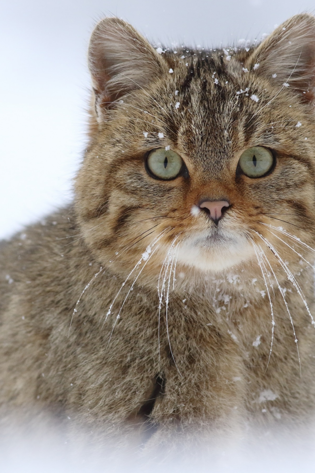 европейская лесная кошка, взгляд, дикая кошка, снег