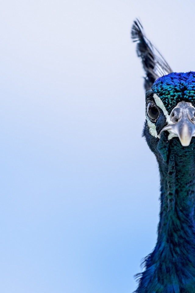blue, peacock, eyes