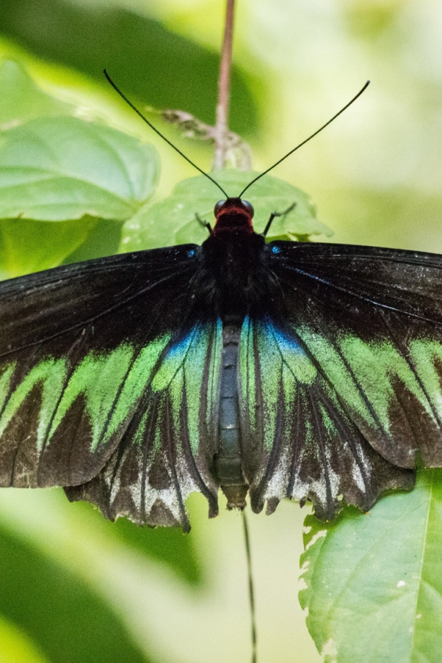 insect, nature, animal, green, black, butterfly, leaves, malaysia