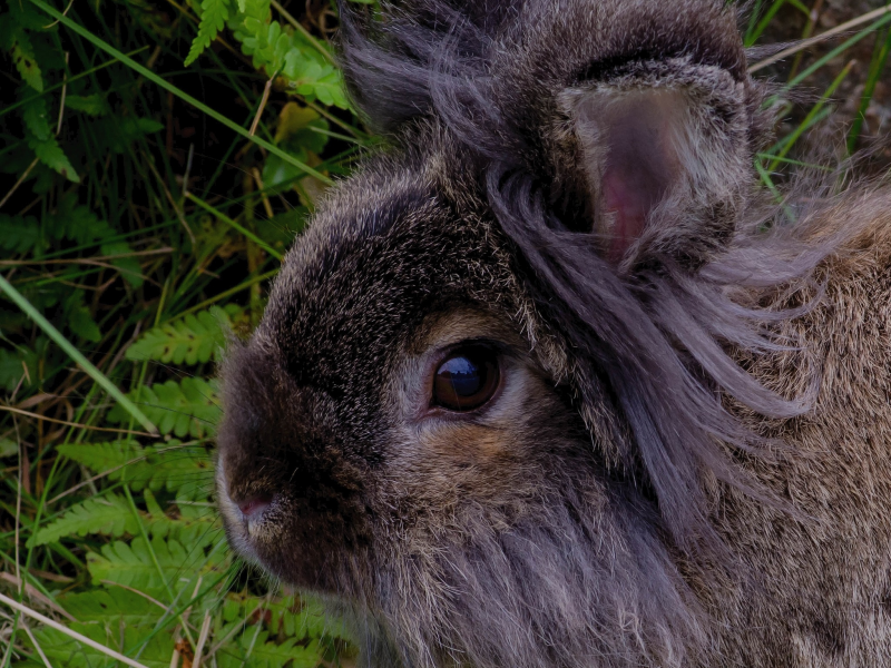 кролик, портрет