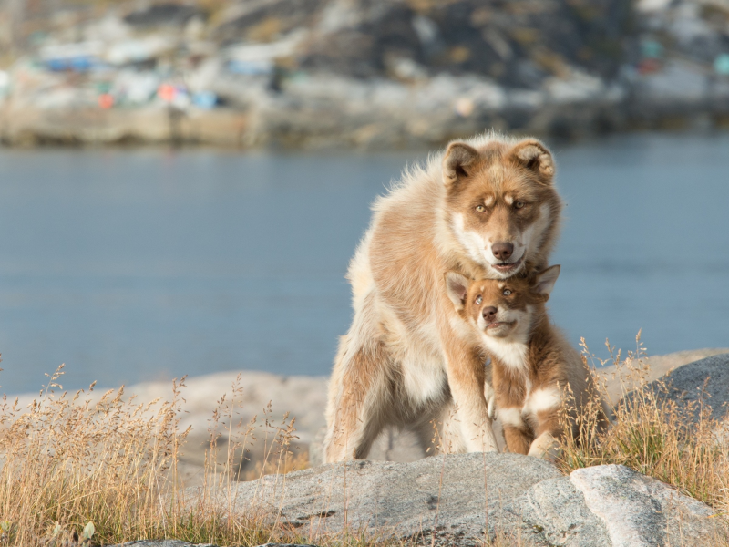 puppy, dog, lake, bokeh