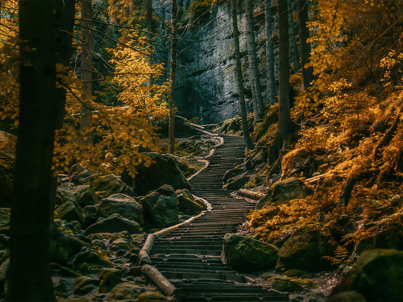 лес, лестница, dark, forests, ladder, garden, trees, field, forest, path, moss, fallen, park, green, nature, landscapes, trees, forest, trail, woods, leaves, fence, sunrise, see, dark, summer, wide