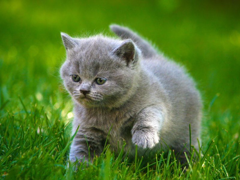 котик, котенок, трава, серый, малыш