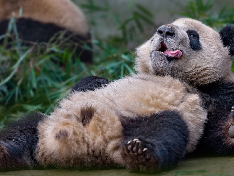 панда, язык