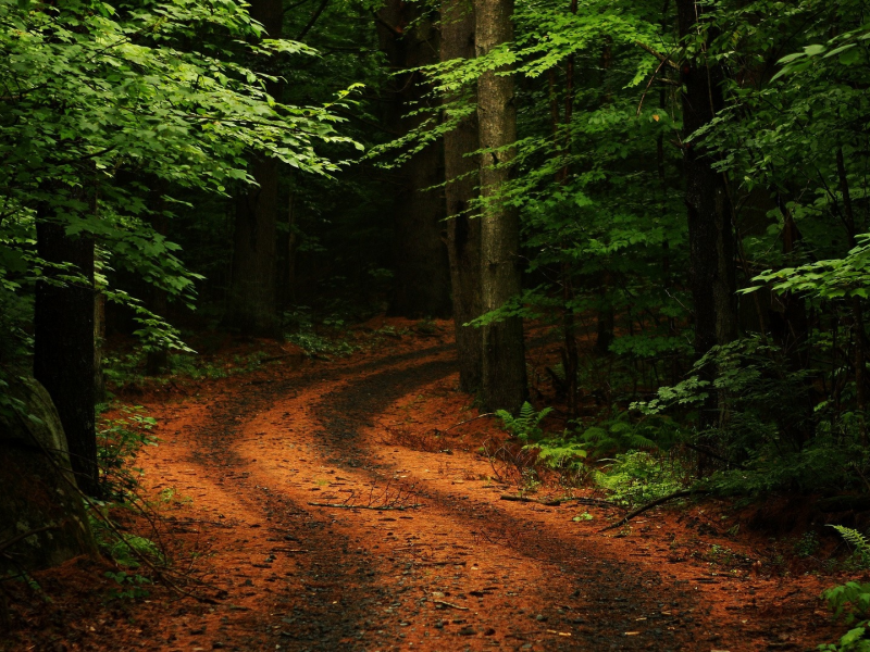 лес, дорога, forest, dense, road, winding, trees, sunrise, grass, green, leaves, mist, moss, trees, forest, fallen, park, green, nature, landscapes, trees, forest, trail, woods, leaves, fence, sunrise, see, dark, summer, wide